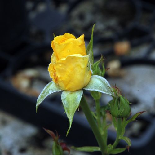 Rosa  Goldbeet - žlutá - Stromková růže s drobnými květy - stromková růže s keřovitým tvarem koruny
